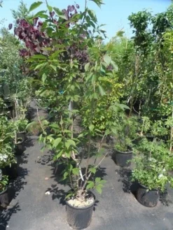 Sierkers, Struikvorm (Prunus Serrulata 'Kanzan') -Planten Verkoopwinkel prunus serrulata kanzan 150 175 200 c25