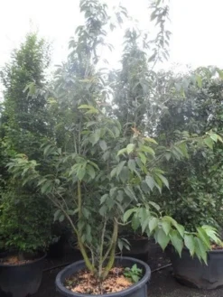 Sierkers, Struikvorm (Prunus Serrulata 'Kanzan') -Planten Verkoopwinkel prunus serrulata kanzan 250 300 c250