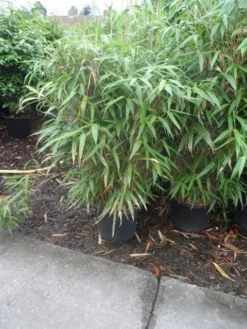 Bamboe (Pseudosasa Japonica) -Planten Verkoopwinkel pseudosasa japonica 150 175 c25