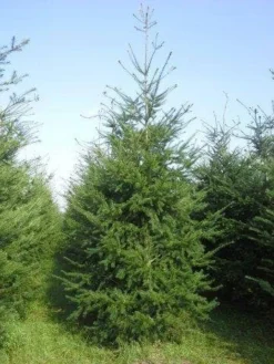 Douglasspar (Pseudotsuga Menziessii) -Planten Verkoopwinkel pseudotsuga menziesii 400 450 4