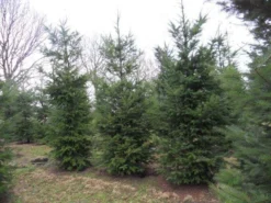 Douglasspar (Pseudotsuga Menziessii) -Planten Verkoopwinkel pseudotsuga menziesii 500