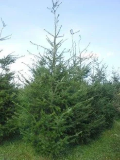 Douglasspar (Pseudotsuga Menziessii) -Planten Verkoopwinkel pseudotsuga menzisii 400 450