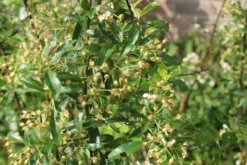 Vuurdoorn (Pyracantha 'Orange Glow') -Planten Verkoopwinkel pyracantha orange glow 1