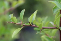 Vuurdoorn (Pyracantha 'Orange Glow') -Planten Verkoopwinkel pyracantha orange glow 4
