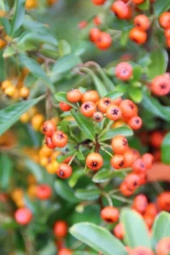 Vuurdoorn (Pyracantha 'Orange Glow') -Planten Verkoopwinkel pyracantha orange glow 7