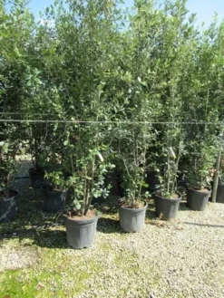Steeneik Meerstammig (Quercus Ilex) -Planten Verkoopwinkel quercus ilex 200 250meerstammig