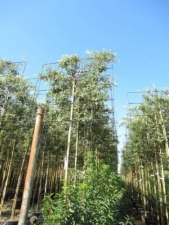 Steeneik Als Leiboom (Quercus Ilex) -Planten Verkoopwinkel quercus ilex 8 10 leivorm