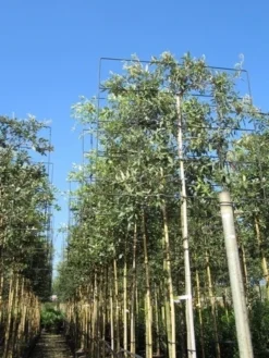 Steeneik Als Leiboom (Quercus Ilex) -Planten Verkoopwinkel quercus ilex 8 10 leivorm 2