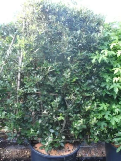 Steeneik Als Leivorm (Quercus Ilex) -Planten Verkoopwinkel quercus ilex leivorm 200x120