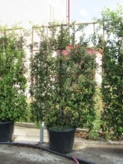 Steeneik Als Leivorm (Quercus Ilex) -Planten Verkoopwinkel quercus ilex leivorm 4