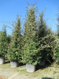 Steeneik Als Piramide (Quercus Ilex) -Planten Verkoopwinkel quercus ilex piramide