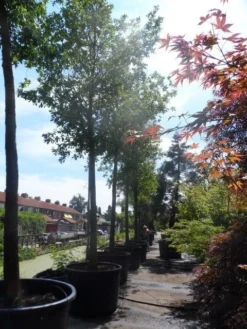 Zomereik (Quercus Robur) -Planten Verkoopwinkel quercus robur 35 40ho c750 1