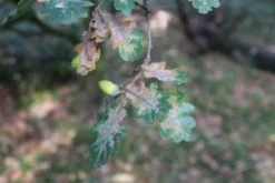 Zomereik (Quercus Robur) -Planten Verkoopwinkel quercus robur eikenboom 2