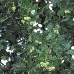 Zomereik, Bosplantsoen (Quercus Robur) -Planten Verkoopwinkel qurobur 5