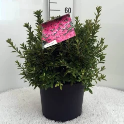 Japanse Azalea (Rhododendron 'Madame Van Hecke') 22 Japanse Azalea (Rhododendron 'Madame Van Hecke') -Planten Verkoopwinkel r. aj mme van hecke c10