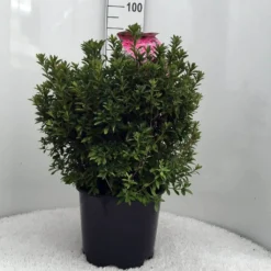 Japanse Azalea (Rhododendron 'Madame Van Hecke') 25 Japanse Azalea (Rhododendron 'Madame Van Hecke') -Planten Verkoopwinkel r. aj mme van hecke c15