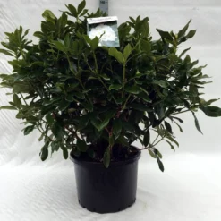 Rhododendron (Rhododendron 'Cunningham White') -Planten Verkoopwinkel r. cunningh white c40 1