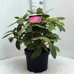Rhododendron (Rhododendron 'Germania') -Planten Verkoopwinkel r. germania c10 50 cm 1