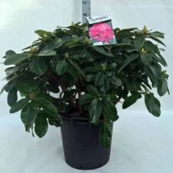 Rhododendron (Rhododendron 'Germania') -Planten Verkoopwinkel r. germania c30 1