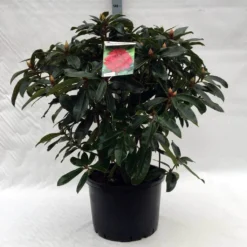 Rhododendron (Rhododendron 'Halfdan Lem') -Planten Verkoopwinkel r. halfdan lem c40