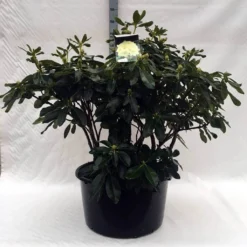 Rhododendron (Rhododendron 'Horizon Monarch') -Planten Verkoopwinkel r. horizon monarch c80