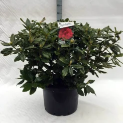 Rhododendron (Rhododendron 'Lord Roberts') -Planten Verkoopwinkel r. lord roberts c40