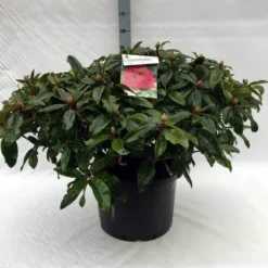 Rhododendron (Rhododendron 'Marie Forte') -Planten Verkoopwinkel r. marie forte c40 1
