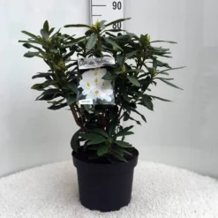 Rhododendron (Rhododendron 'Madame Masson') -Planten Verkoopwinkel r. mme masson c10 50 cm