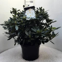 Rhododendron (Rhododendron 'Madame Masson') -Planten Verkoopwinkel r. mme masson c20