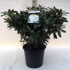 Rhododendron (Rhododendron 'Madame Masson') -Planten Verkoopwinkel r. mme masson c30 1