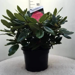 Rhododendron (Rhododendron 'American Beauty') -Planten Verkoopwinkel r. p.a. beauty c20 1