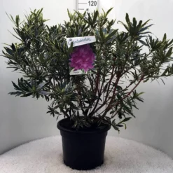 Bosrhododendron (Rhododendron Ponticum 'Variegatum') 24 Bosrhododendron (Rhododendron Ponticum 'Variegatum') -Planten Verkoopwinkel r. pont. variegatum c20 1