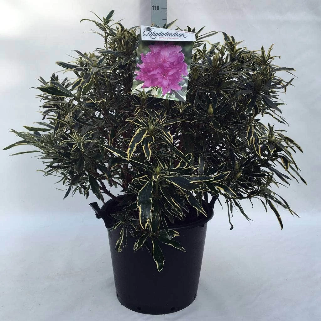 Bosrhododendron (Rhododendron Ponticum 'Variegatum') 15 Bosrhododendron (Rhododendron Ponticum 'Variegatum') - Afbeelding 15