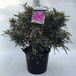 Bosrhododendron (Rhododendron Ponticum 'Variegatum') -Planten Verkoopwinkel r. pont. variegatum c30