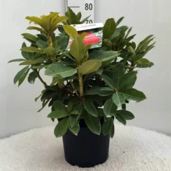 Rhododendron (Rhododendron 'Red Jack') 27 Rhododendron (Rhododendron 'Red Jack') -Planten Verkoopwinkel r. red jack c10 50 cm