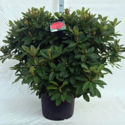 Rhododendron (Rhododendron 'Red Jack') 36 Rhododendron (Rhododendron 'Red Jack') -Planten Verkoopwinkel r. red jack c40