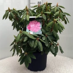 Rhododendron (Rhododendron 'Roseum Elegans') -Planten Verkoopwinkel r. roseum elegans c10 50 cm 2