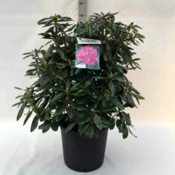 Rhododendron (Rhododendron 'Roseum Elegans') -Planten Verkoopwinkel r. roseum elegans c30