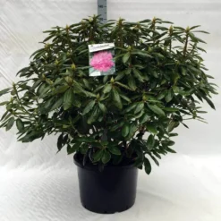 Rhododendron (Rhododendron 'Roseum Elegans') -Planten Verkoopwinkel r. roseum elegans c40 1