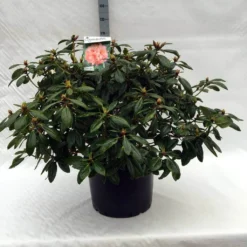 Rhododendron (Rhododendron 'Virginia Richards') -Planten Verkoopwinkel r. virginia richards c40