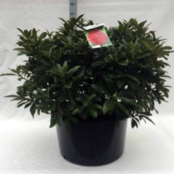 Rhododendron (Rhododendron 'Wilgen's Ruby') -Planten Verkoopwinkel r. wilgens ruby c80 2