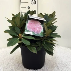 Dwergrhododendron (Rhododendron 'Dreamland') -Planten Verkoopwinkel r. y dreamland c5 1