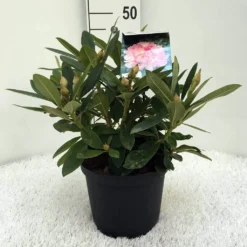 Rhododendron (Rhododendron 'Percy Wiseman') -Planten Verkoopwinkel r. y percy wiseman c5