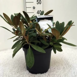 Dwergrhododendron (Rhododendron 'Porzellan') -Planten Verkoopwinkel r. y porzelan c5