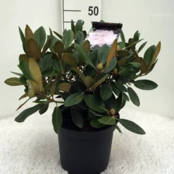 Dwergrhododendron (Rhododendron 'Silberwolke') -Planten Verkoopwinkel r. y silberwolke c5 1