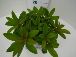 Rhododendron (Rhododendron 'Red Jack') 23 Rhododendron (Rhododendron 'Red Jack') -Planten Verkoopwinkel red jack c2 boven