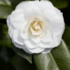 Camelia (Camellia Japonica 'Purity')