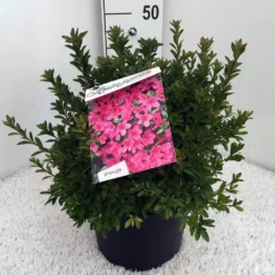 Japanse Azalea (Rhododendron 'Madame Van Hecke') 23 Japanse Azalea (Rhododendron 'Madame Van Hecke') -Planten Verkoopwinkel rh. aj mme van hecke c10