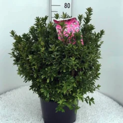 Japanse Azalea (Rhododendron 'Madame Van Hecke') 26 Japanse Azalea (Rhododendron 'Madame Van Hecke') -Planten Verkoopwinkel rh. aj mme van hecke c15