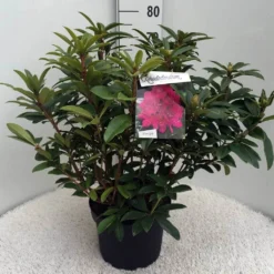Rhododendron (Rhododendron 'Anah Kruschke') -Planten Verkoopwinkel rh. anah kruschke c10 50 cm 1